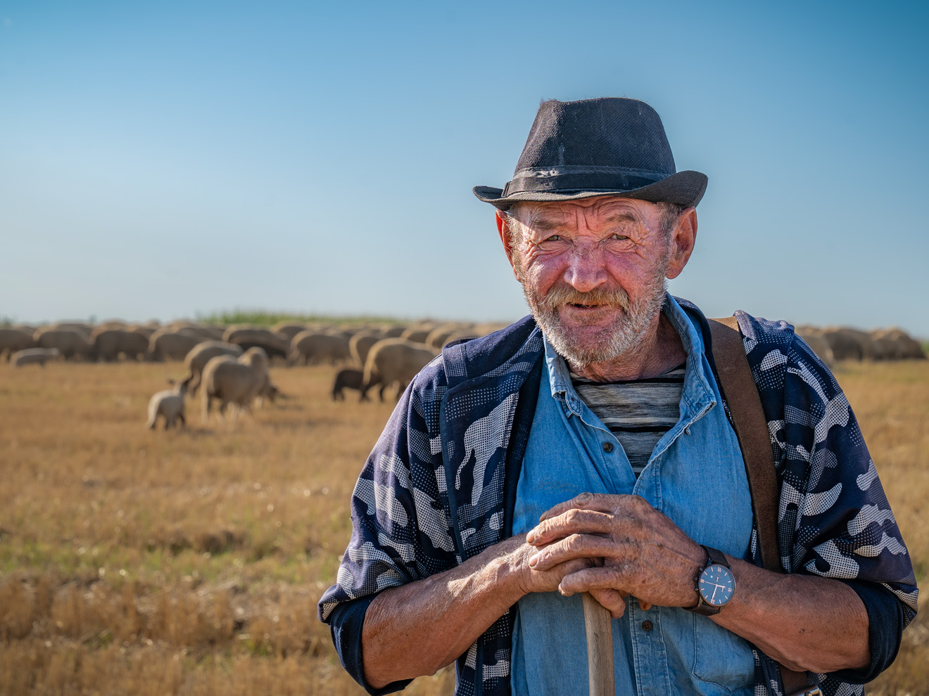 Älterer Schäfer steht auf einer trockenen Weide in Abramut, Rumänien, hinter ihm eine Schafherde unter freiem Himmel